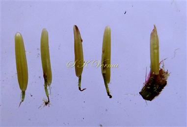  Stamens